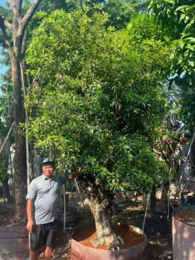 Cây Sampoche (Hồng Xiêm)