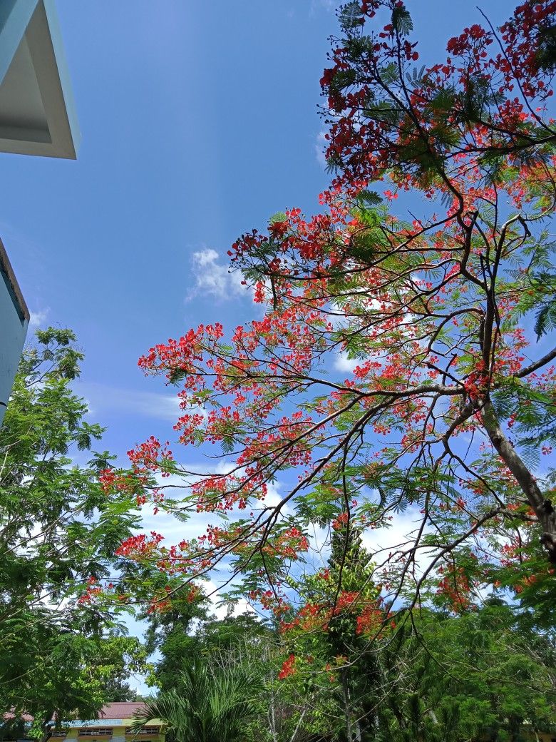 Cây lộc vừng nhập khẩu