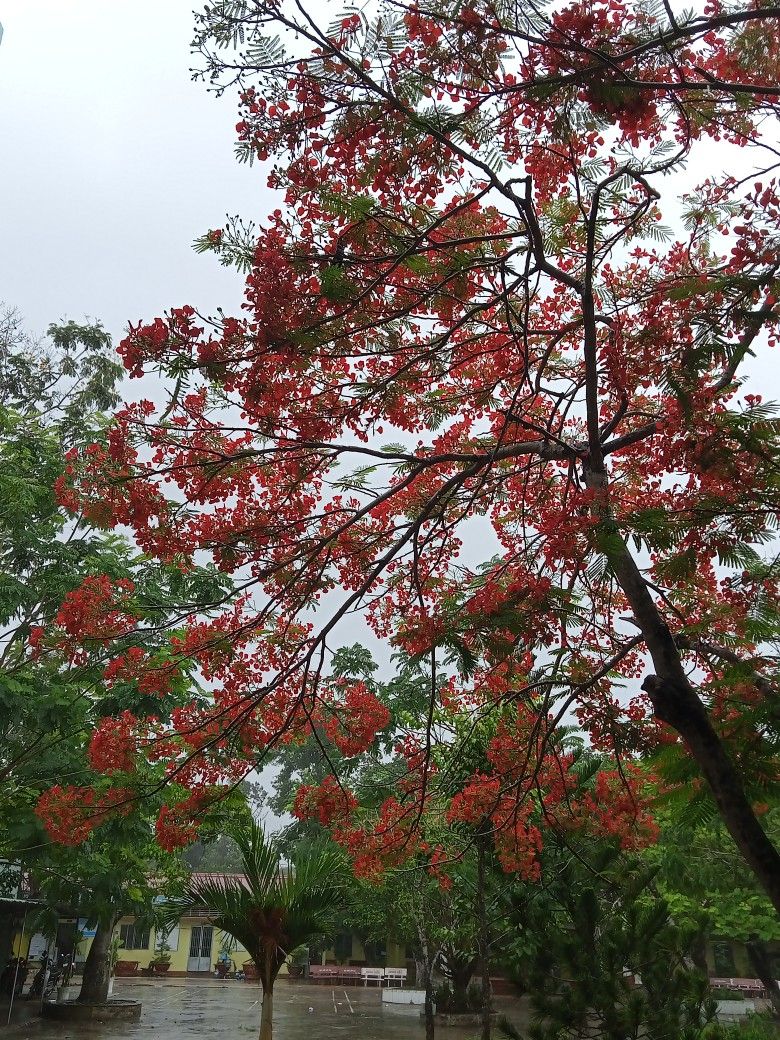 Cây lộc vừng nhập khẩu