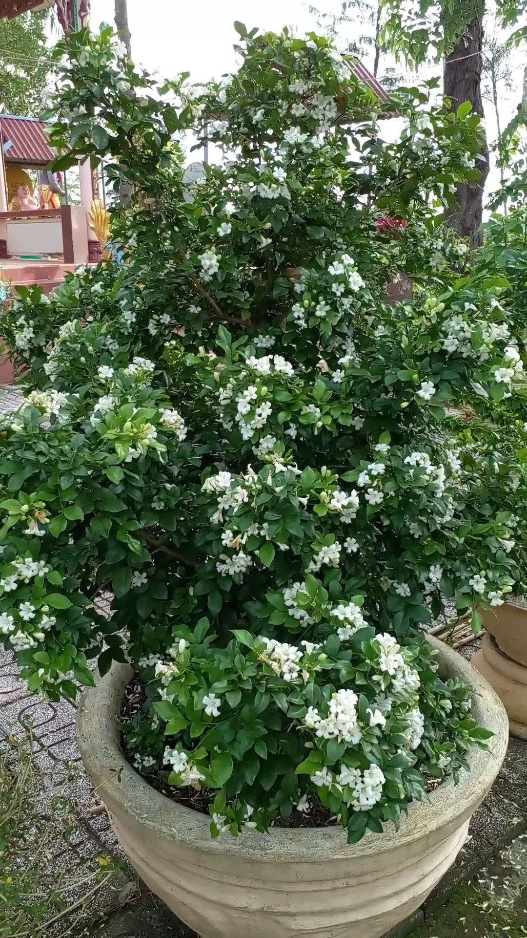 Cây nguyệt quế có mang lại tài lộc