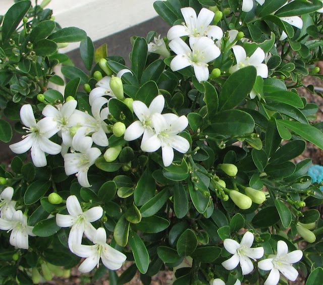 Cây nguyệt quế ra hoa trước nhà