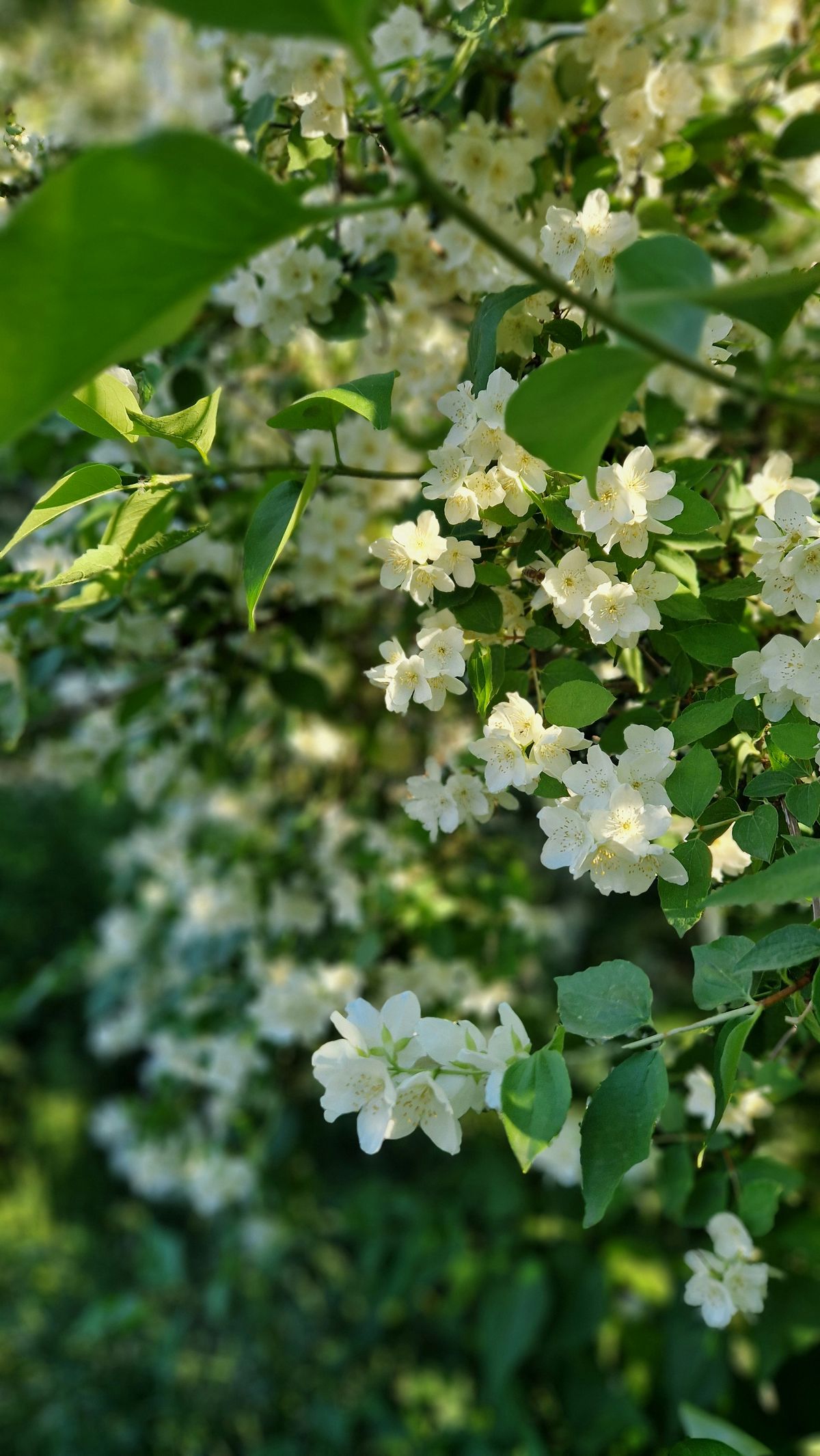 cây nguyệt quế trước nhà