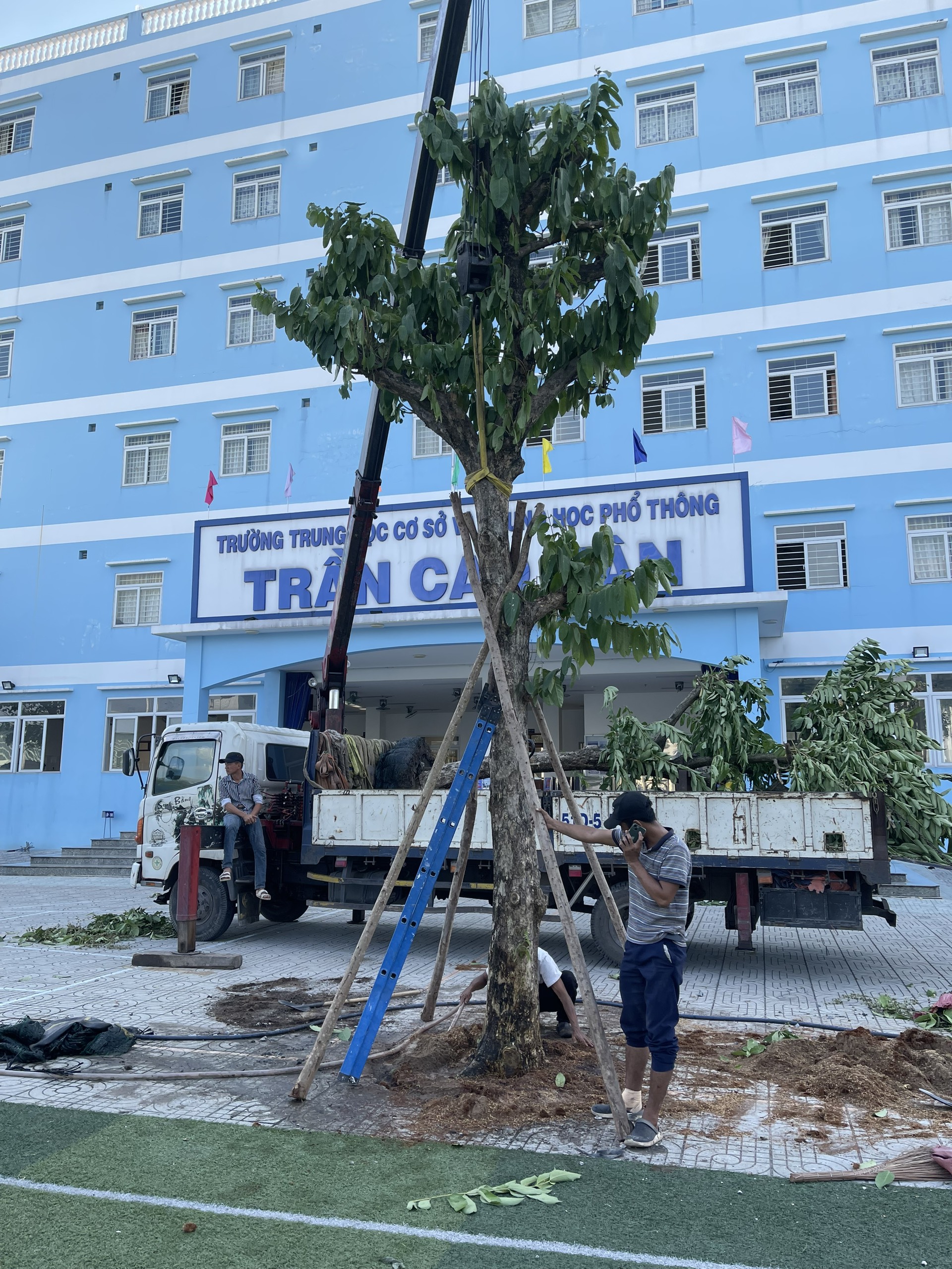 Cung cấp cây công trình 