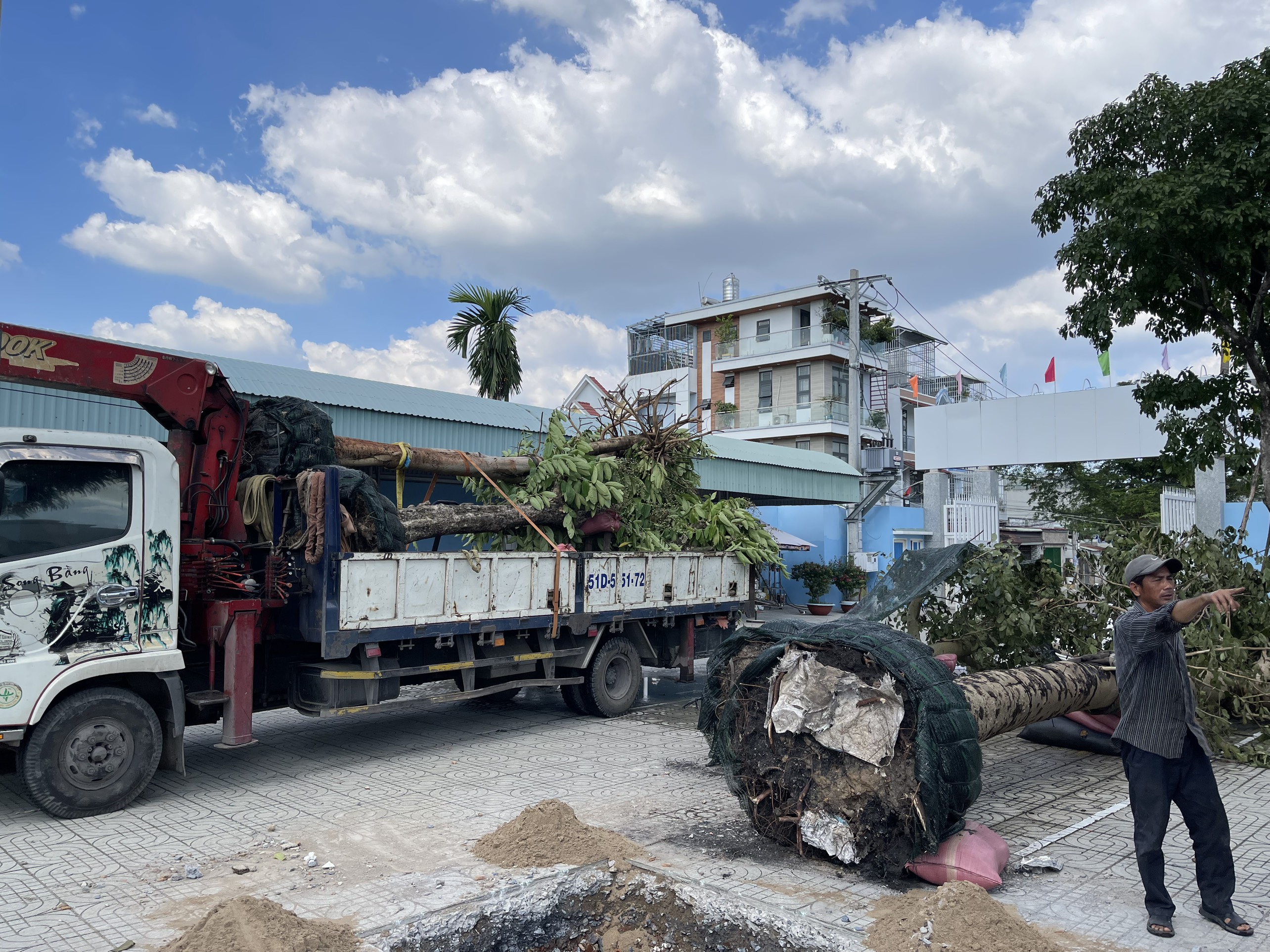 Di dời cây xanh 