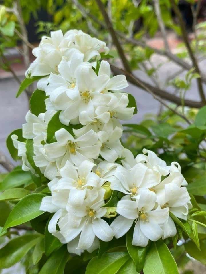 kiêng kỵ cần tránh khi đặt cây nguyệt quế