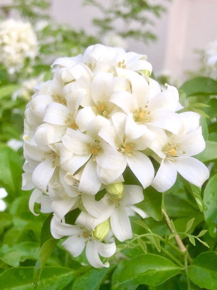 Những kiêng kỵ cần tránh khi đặt cây nguyệt quế trước cửa
