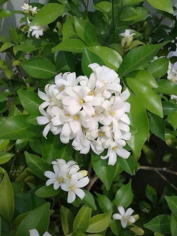 kiêng kỵ cần tránh khi đặt cây nguyệt quế