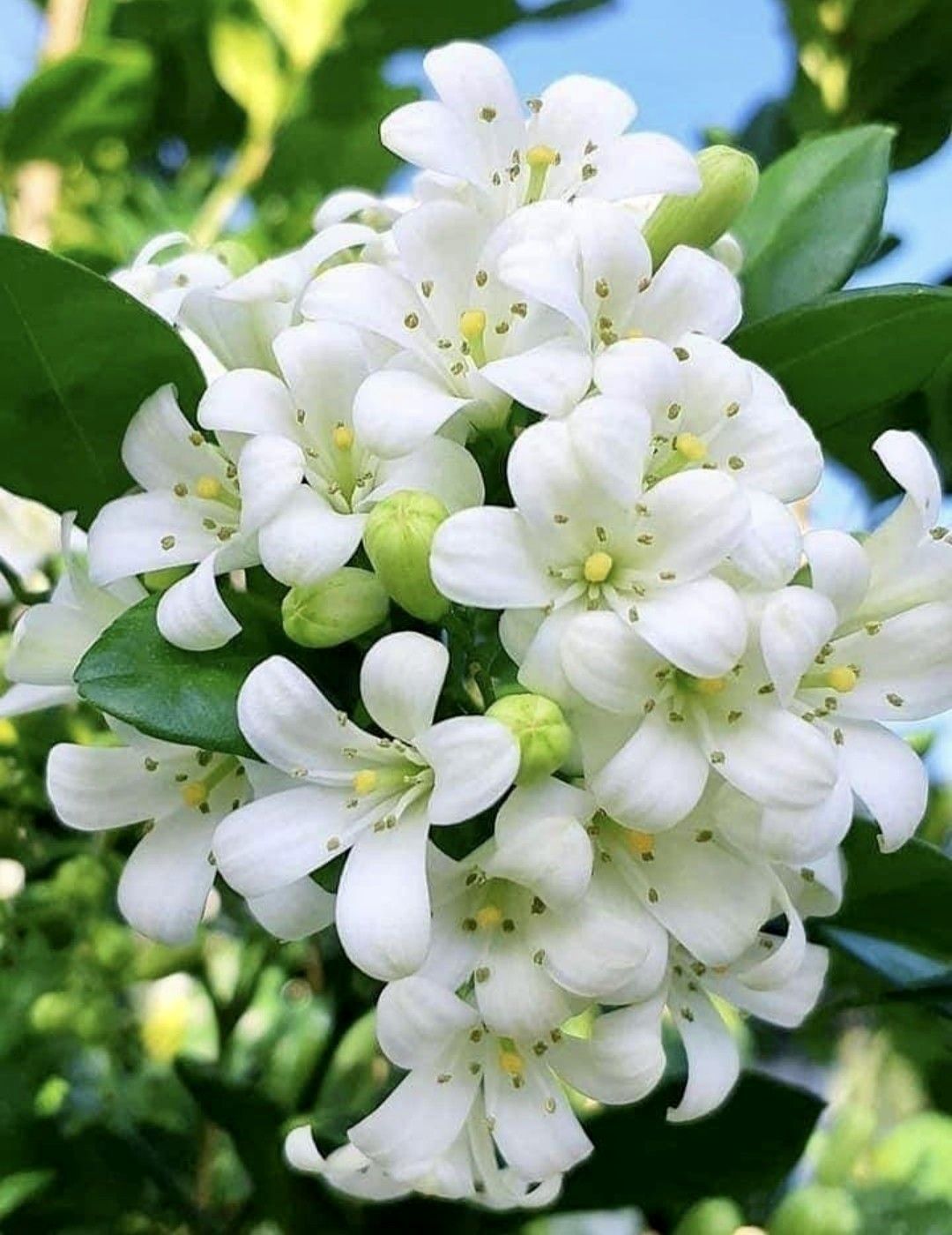 kiêng kỵ cần tránh khi đặt cây nguyệt quế