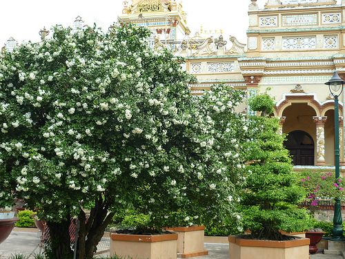 Phân biệt nguyệt quế ta và ngoại nhập