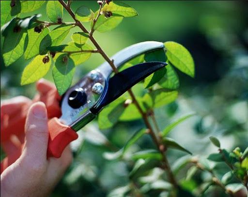 Cắt Tỉa Cành Cây