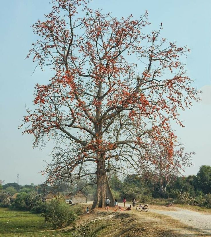 Mua Bán Cây Cổ Thụ 