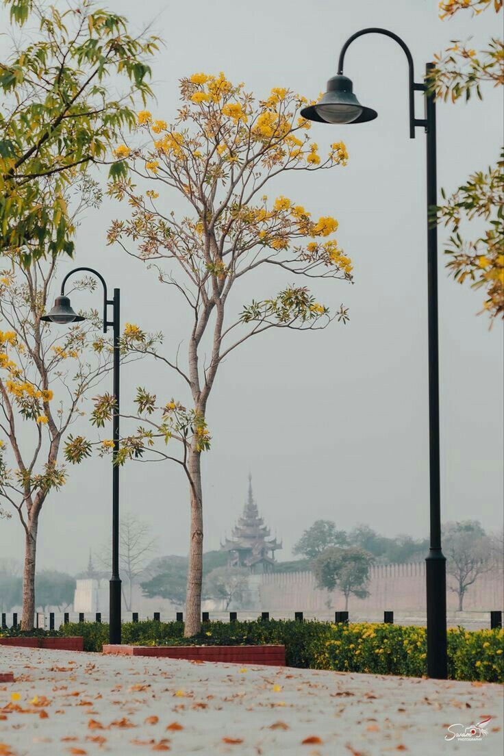 Mua bán cây cổ thụ