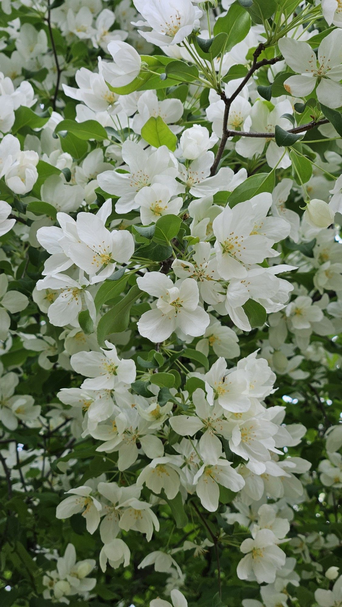 Trồng cây nguyệt quế trước nhà ở