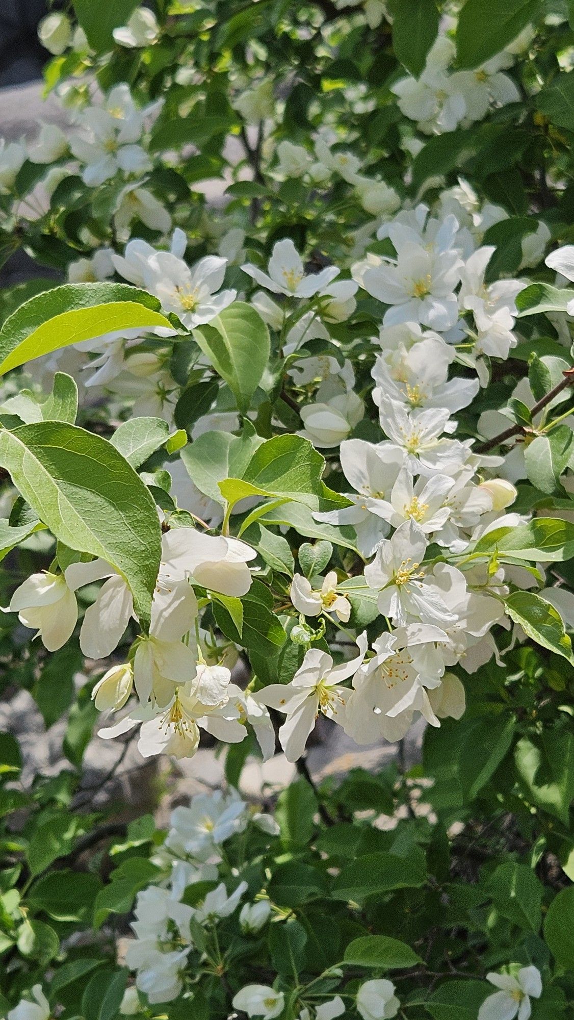 Trồng cây nguyệt quế trước nhà ở