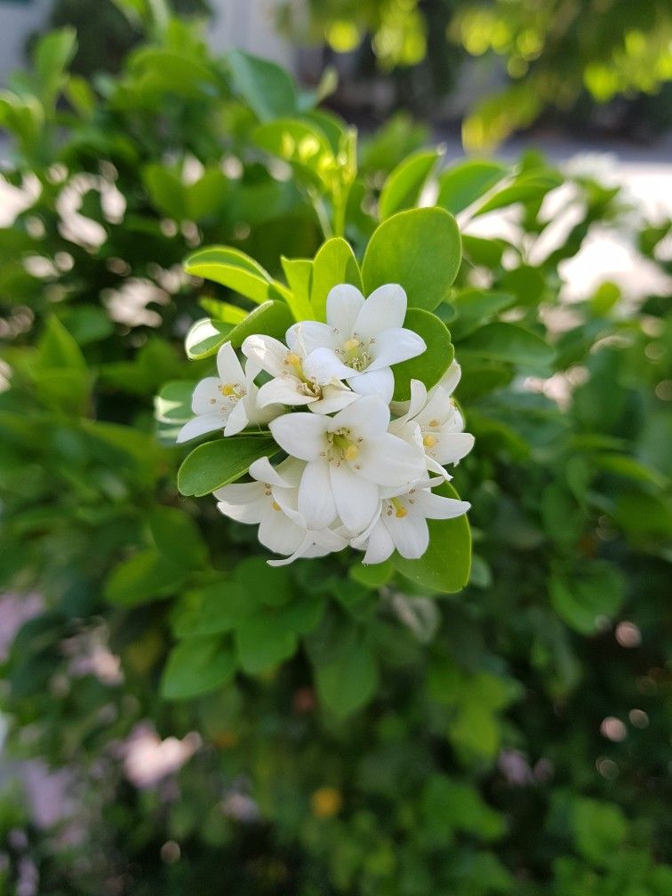 Ưu và nhược điểm khi trồng nguyệt quế