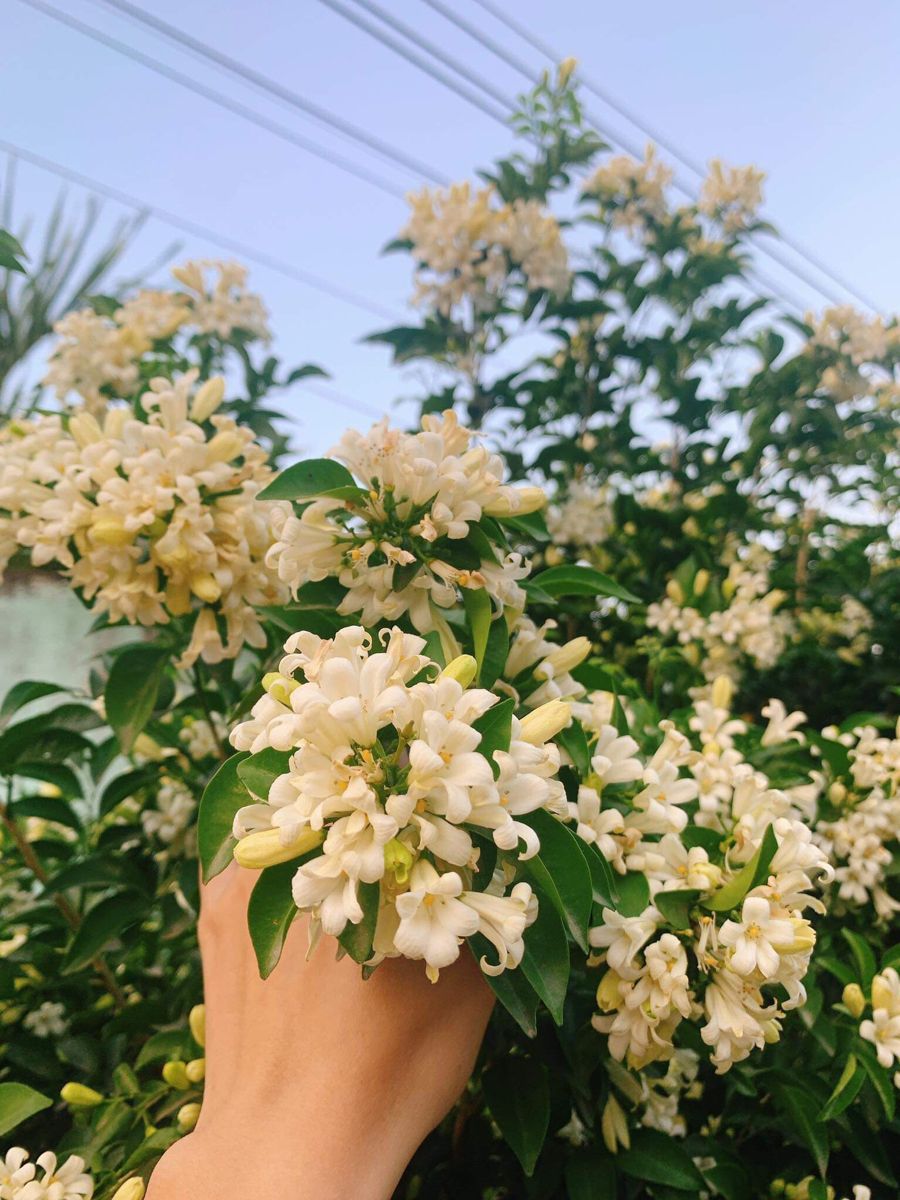 Ưu và nhược điểm khi trồng nguyệt quế trước nhà