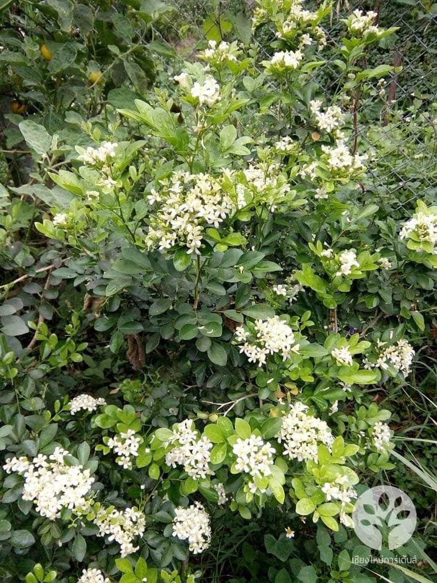 Ý nghĩa phong thủy cây nguyệt quế