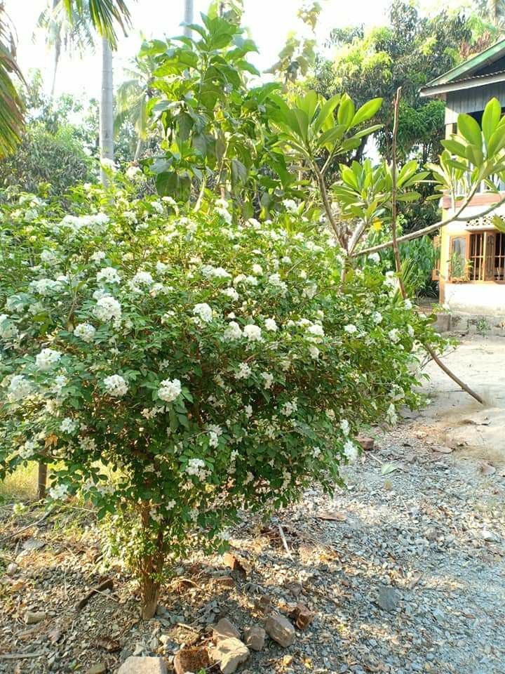 Ý nghĩa phong thủy cây nguyệt quế