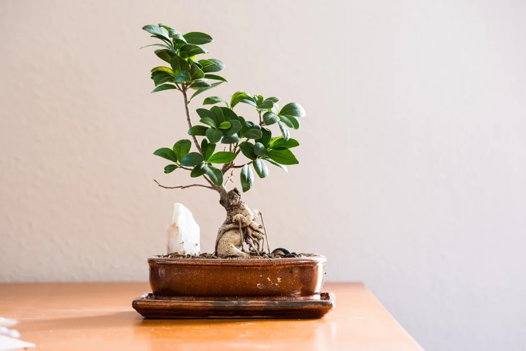 cat cay bonsai