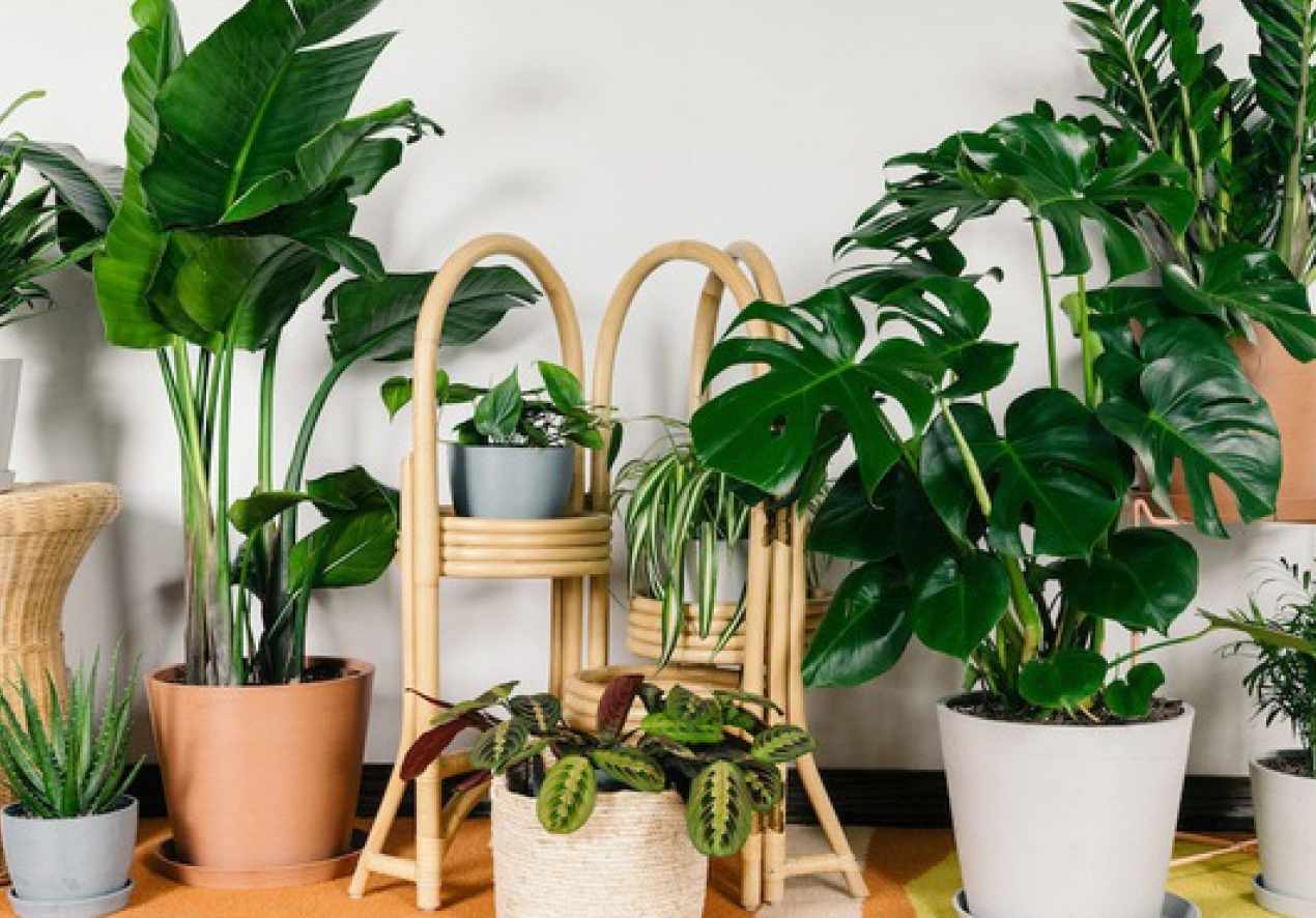 Chậu gỗ trồng cây