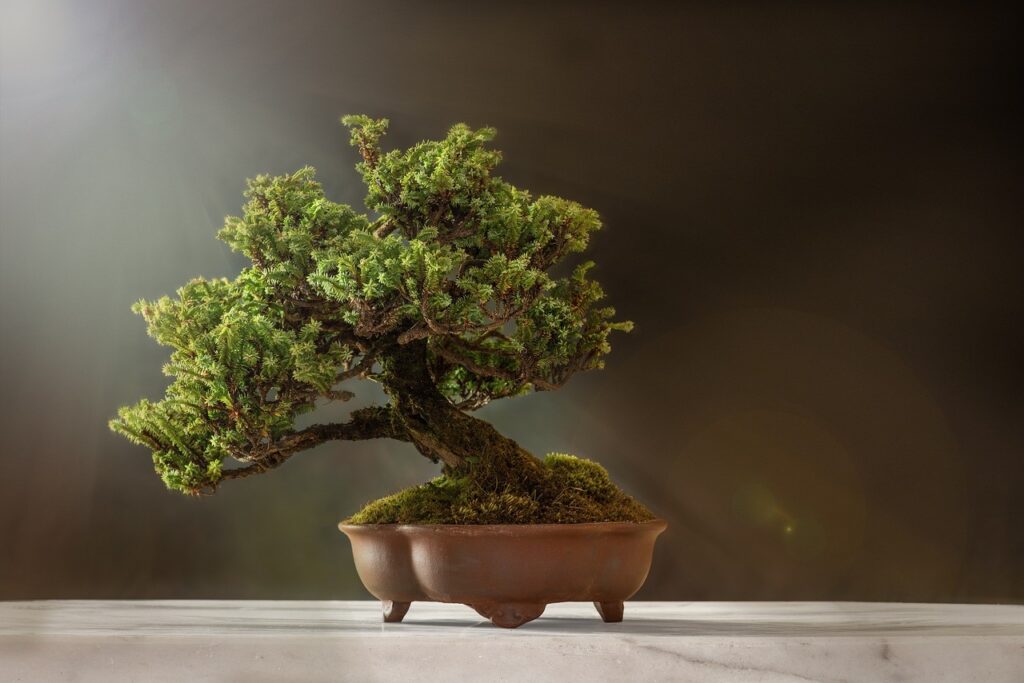 dv bonsai