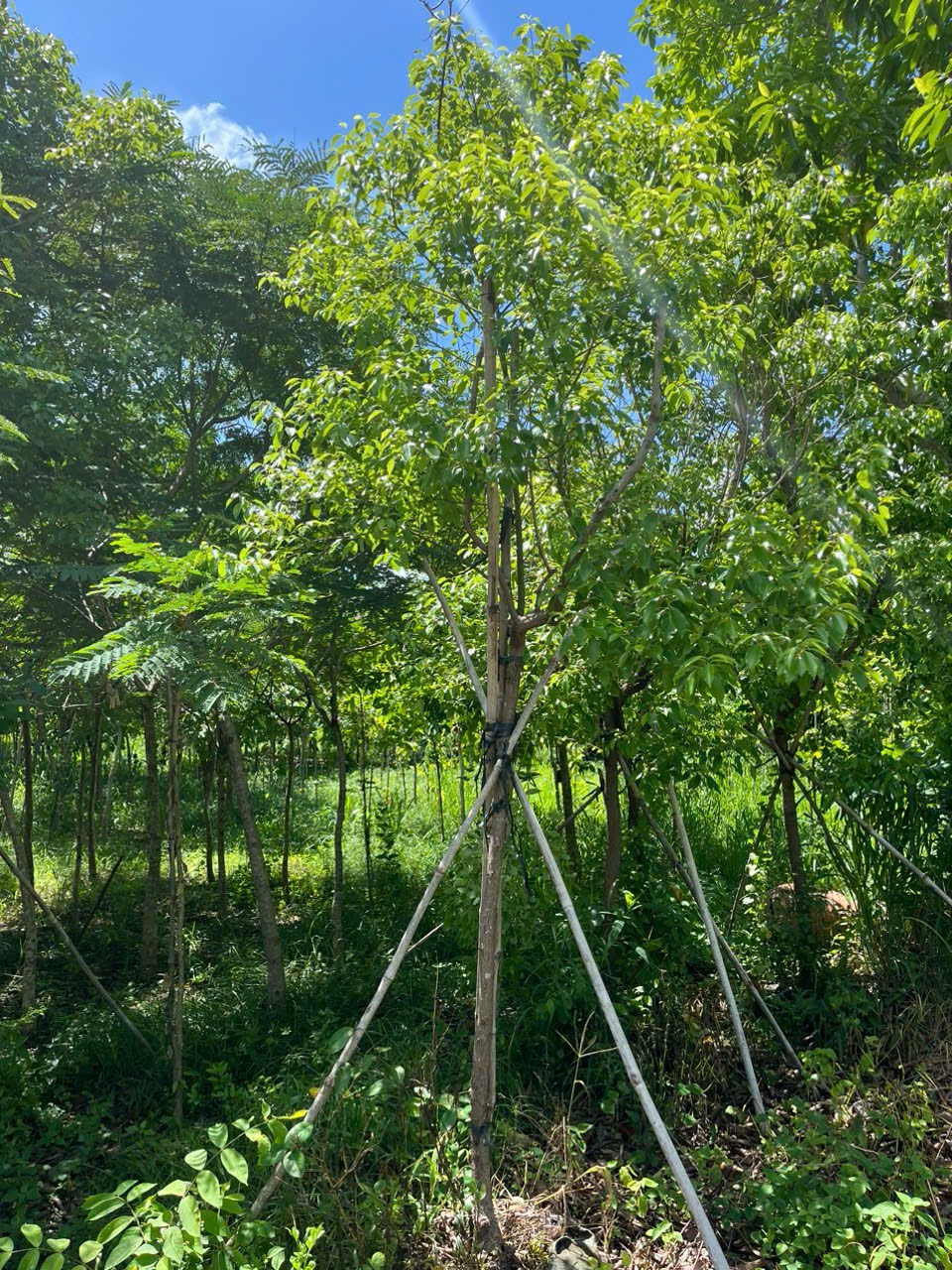 Trang Chủ 4 sp long nao