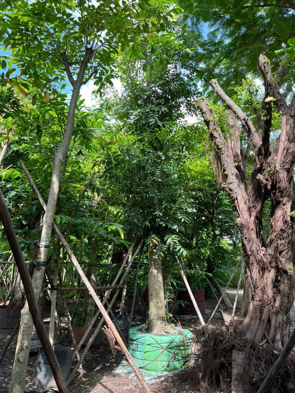 Trang Chủ 3 sp xa cu