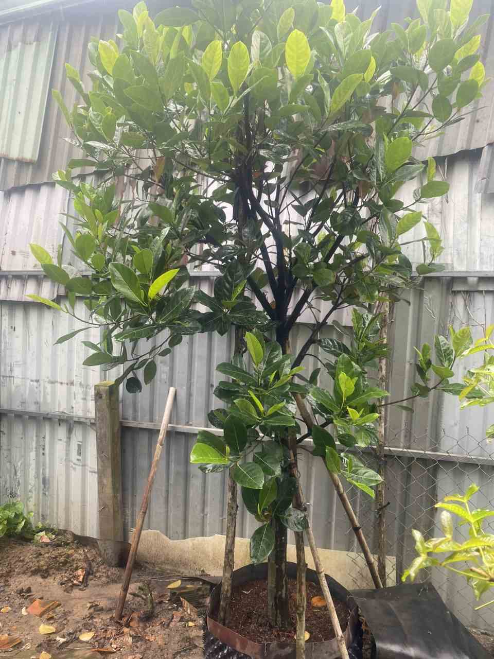 Cây Mít cảnh quan