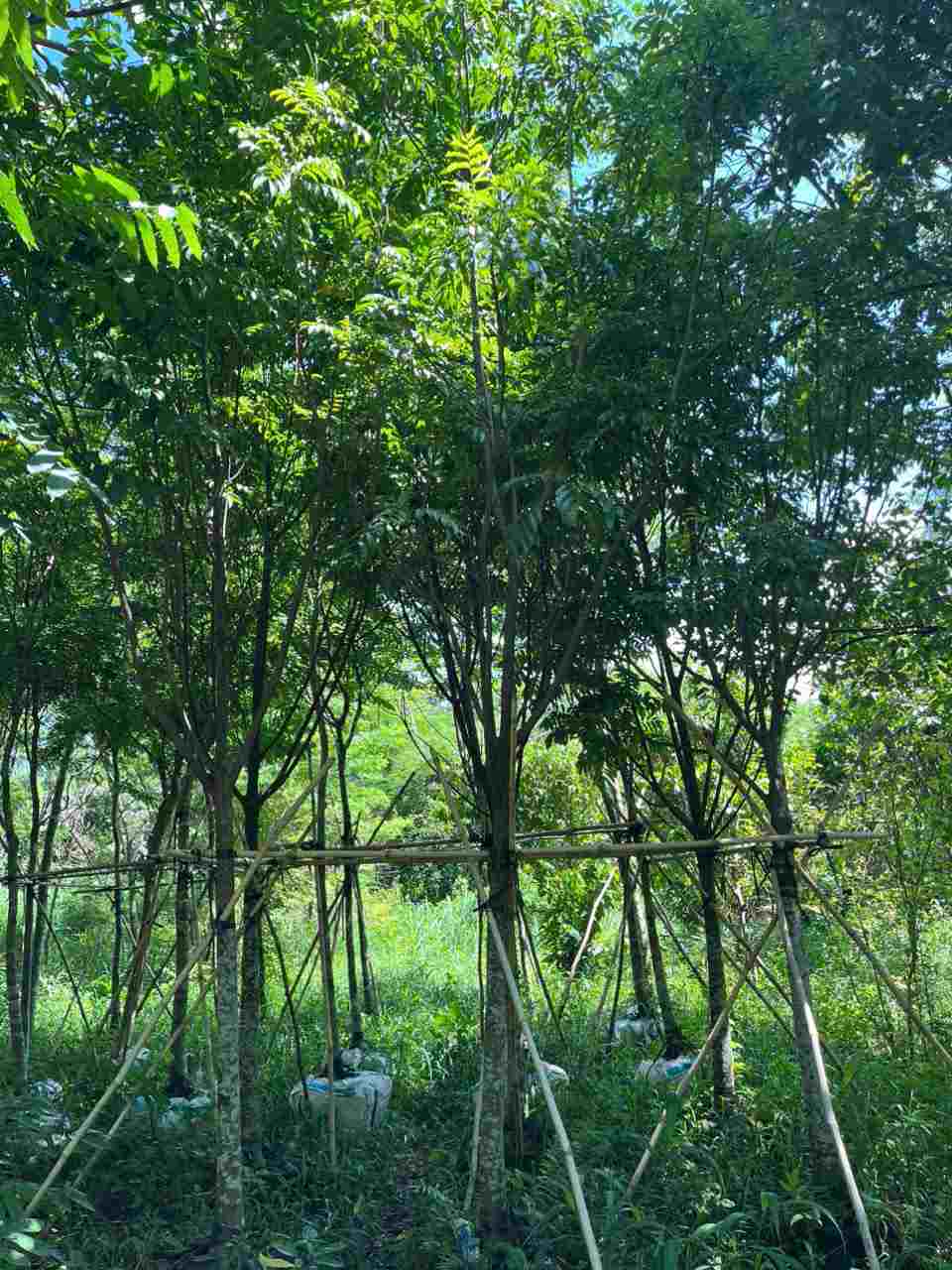 Cây Sấu cổ thụ