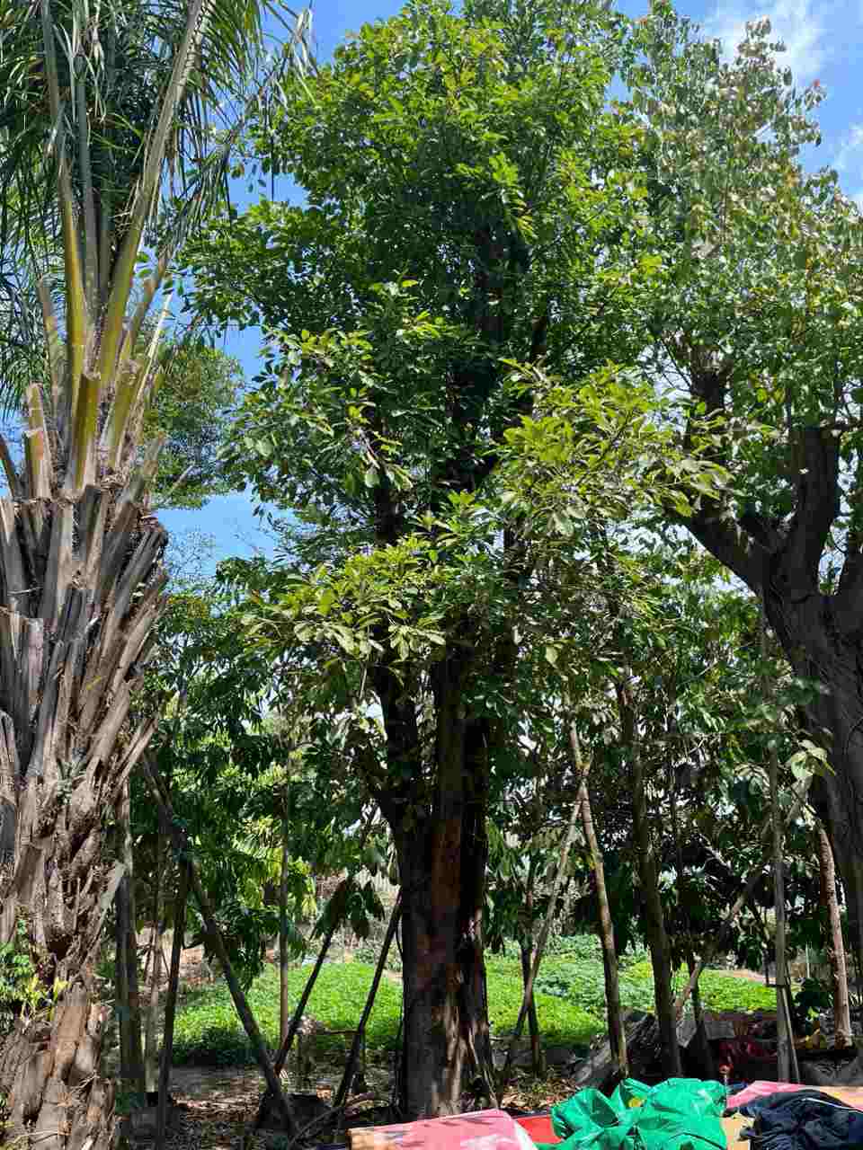 Cây Sộp cảnh quan