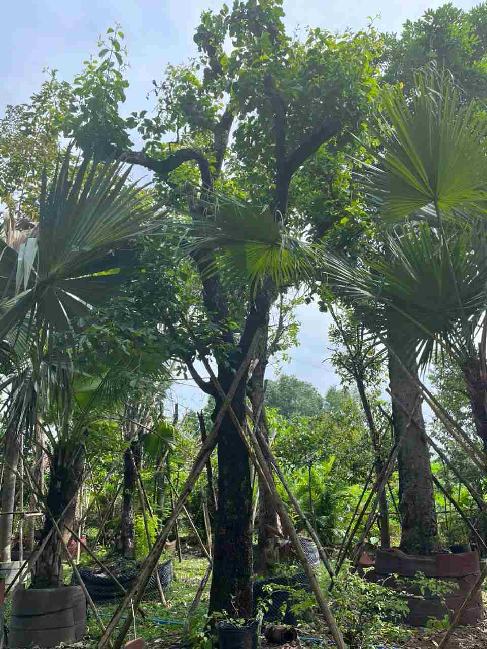 Cây Tràm cảnh quan