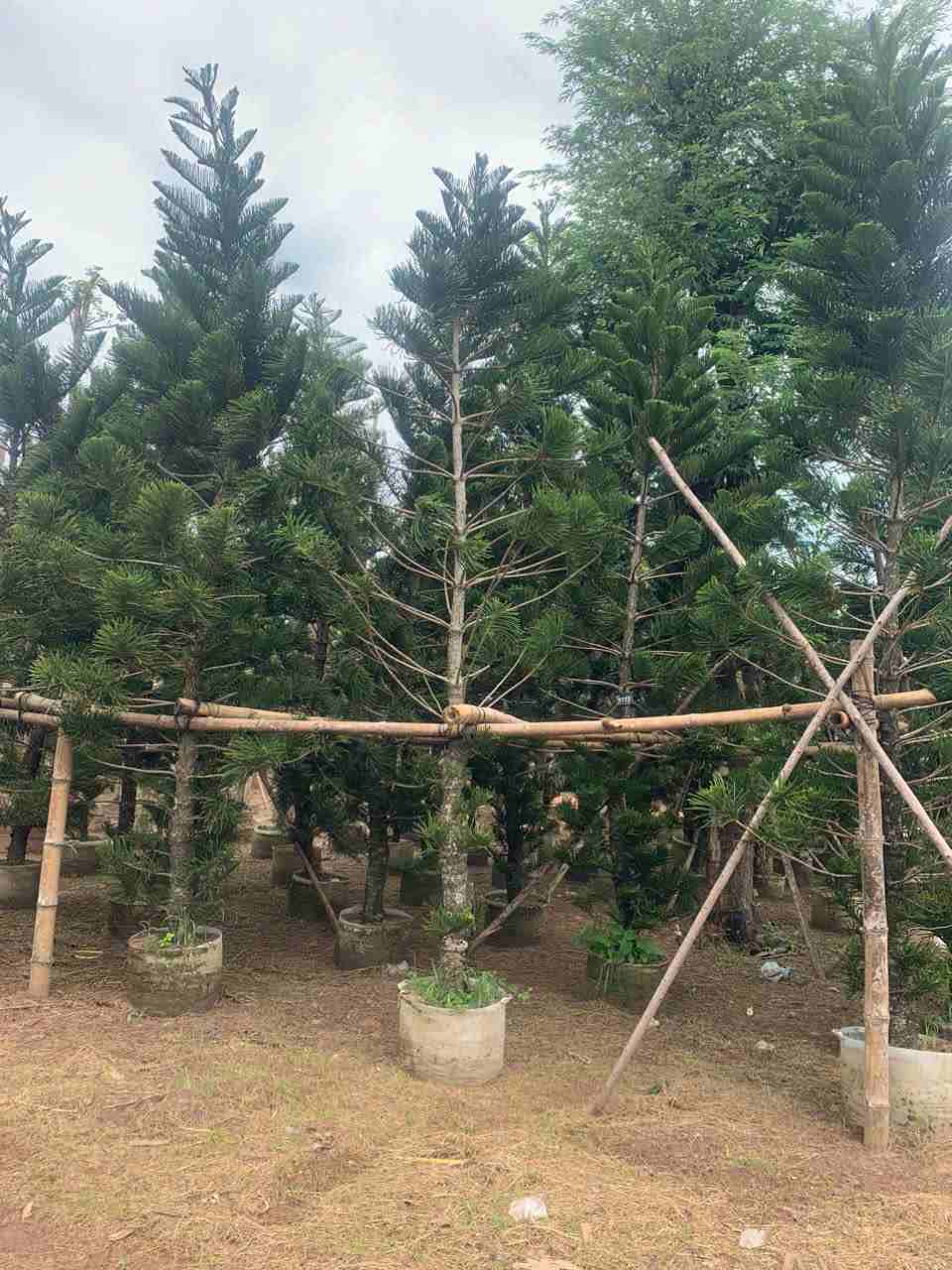 Cây Bonsai Mini để bàn