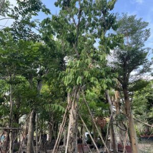 cây bàng lá nhỏ