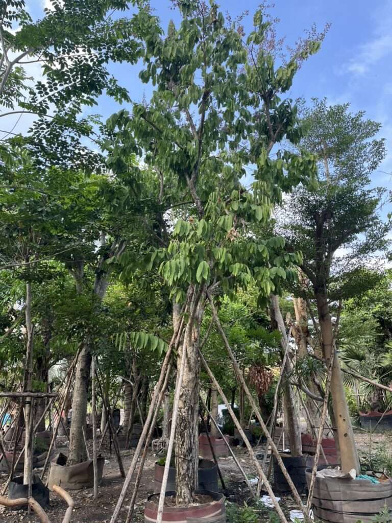 cây bàng lá nhỏ